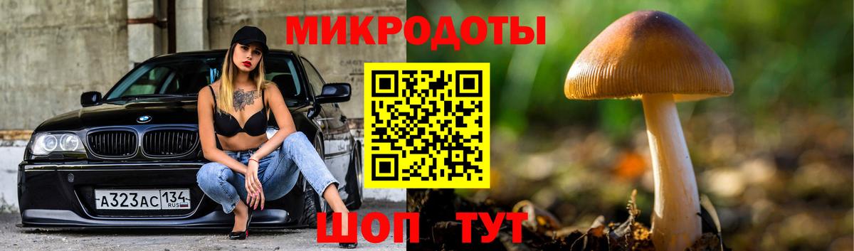 Галлюциногенные грибы Psilocybe Новороссийск